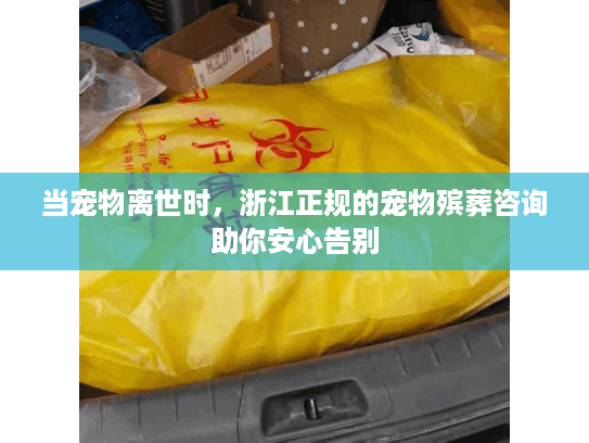 当宠物离世时，浙江正规的宠物殡葬咨询助你安心告别