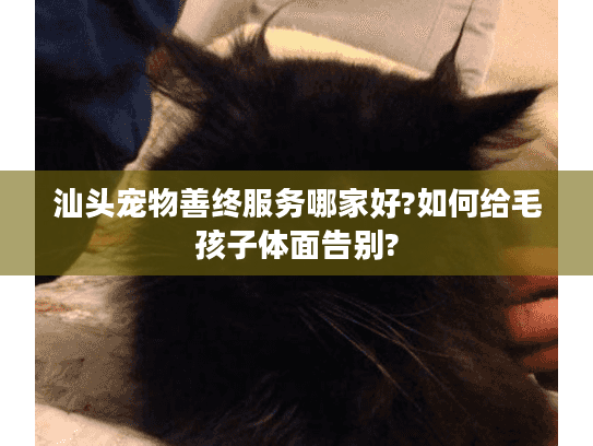 汕头宠物善终服务哪家好?如何给毛孩子体面告别?