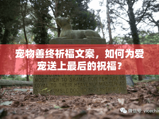 宠物善终祈福文案，如何为爱宠送上最后的祝福？