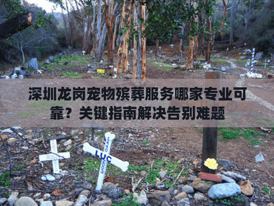 深圳龙岗宠物殡葬服务哪家专业可靠？关键指南解决告别难题