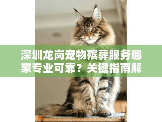 深圳龙岗宠物殡葬服务哪家专业可靠？关键指南解决告别难题