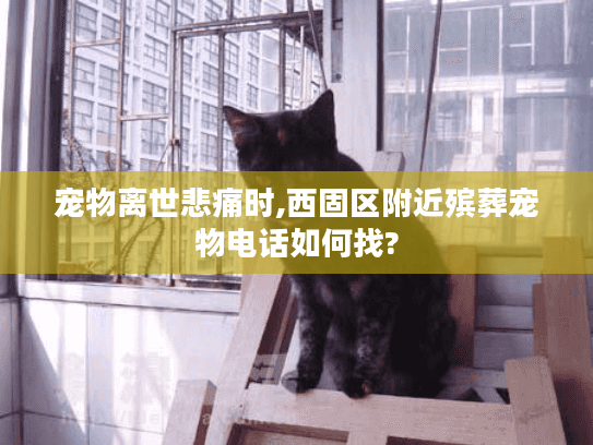 宠物离世悲痛时,西固区附近殡葬宠物电话如何找?