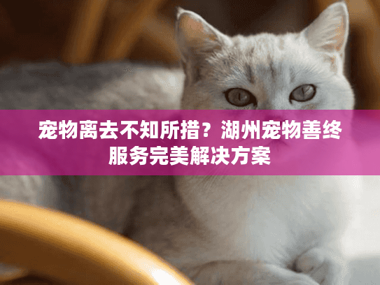 宠物离去不知所措？湖州宠物善终服务完美解决方案