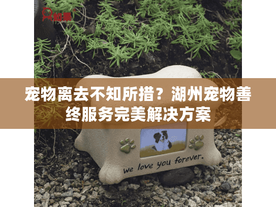 宠物离去不知所措？湖州宠物善终服务完美解决方案