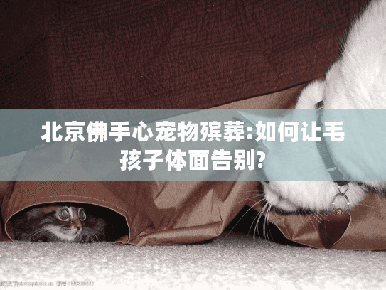 北京佛手心宠物殡葬:如何让毛孩子体面告别?