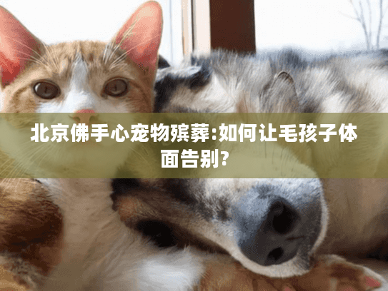 北京佛手心宠物殡葬:如何让毛孩子体面告别?