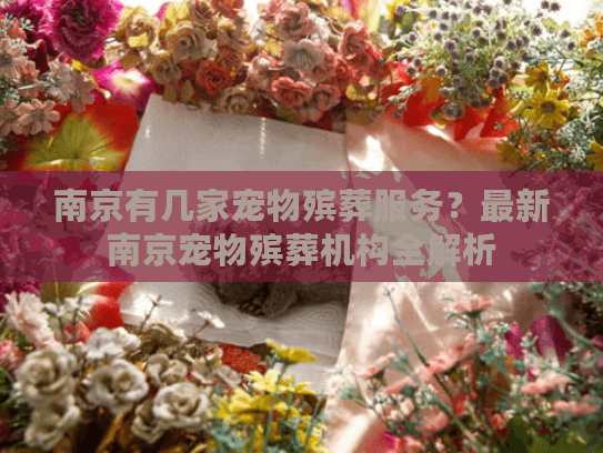 南京有几家宠物殡葬服务？最新南京宠物殡葬机构全解析