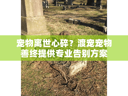 宠物离世心碎？渡宠宠物善终提供专业告别方案