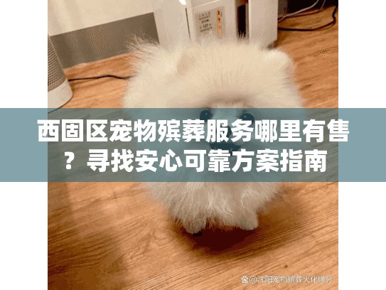 西固区宠物殡葬服务哪里有售？寻找安心可靠方案指南