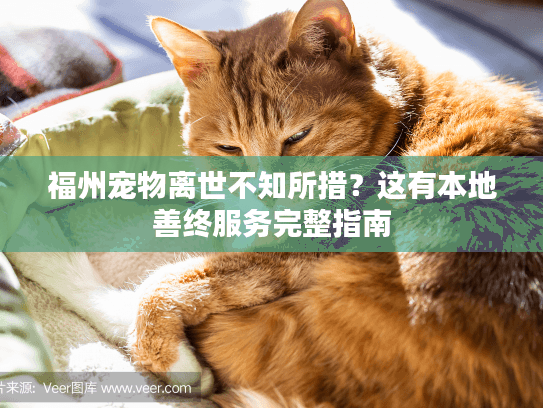 福州宠物离世不知所措？这有本地善终服务完整指南