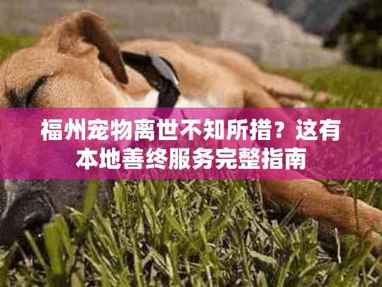 福州宠物离世不知所措？这有本地善终服务完整指南