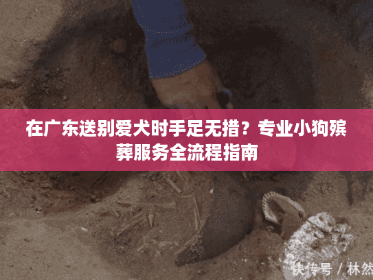 在广东送别爱犬时手足无措？专业小狗殡葬服务全流程指南