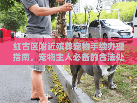红古区附近殡葬宠物手续办理指南，宠物主人必备的合法处理步骤