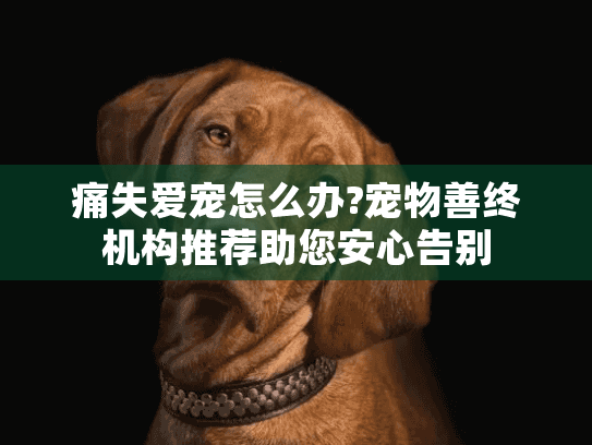 痛失爱宠怎么办?宠物善终机构推荐助您安心告别