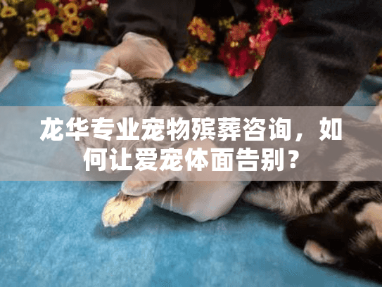 龙华专业宠物殡葬咨询，如何让爱宠体面告别？