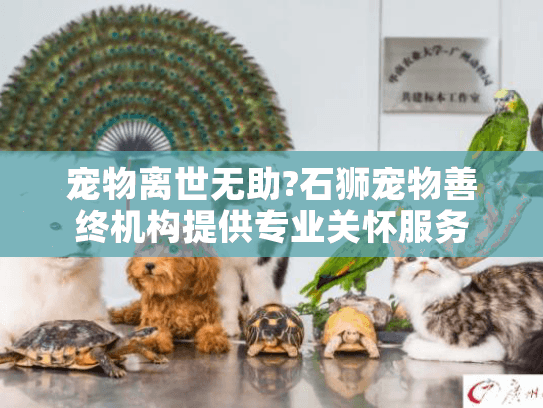 宠物离世无助?石狮宠物善终机构提供专业关怀服务