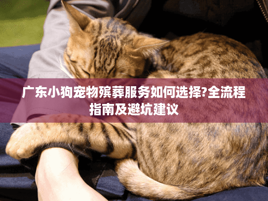广东小狗宠物殡葬服务如何选择?全流程指南及避坑建议