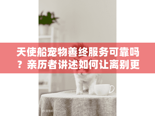 天使船宠物善终服务可靠吗？亲历者讲述如何让离别更安心