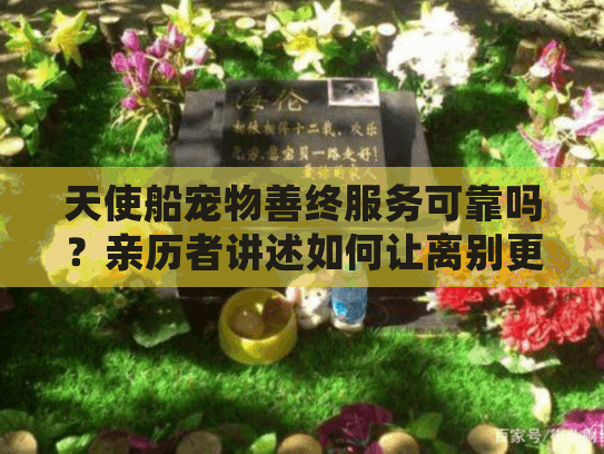 天使船宠物善终服务可靠吗？亲历者讲述如何让离别更安心