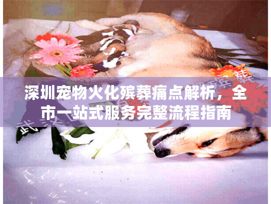 深圳宠物火化殡葬痛点解析，全市一站式服务完整流程指南