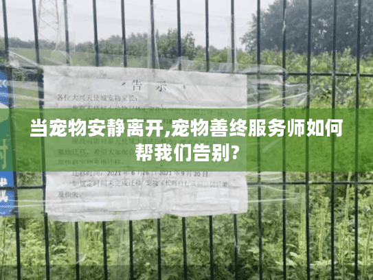 当宠物安静离开,宠物善终服务师如何帮我们告别?