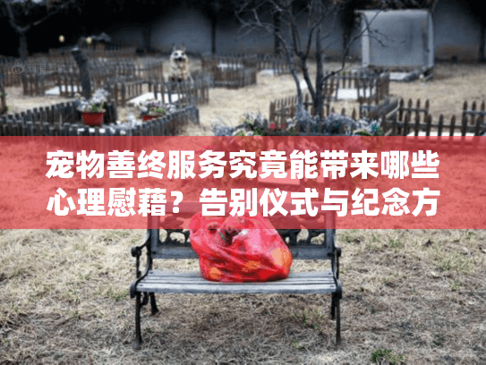 宠物善终服务究竟能带来哪些心理慰藉？告别仪式与纪念方案全解析