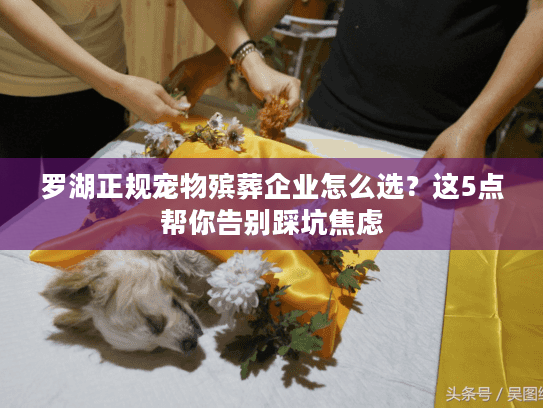 罗湖正规宠物殡葬企业怎么选？这5点帮你告别踩坑焦虑