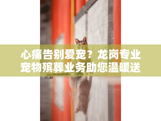 心痛告别爱宠？龙岗专业宠物殡葬业务助您温暖送别