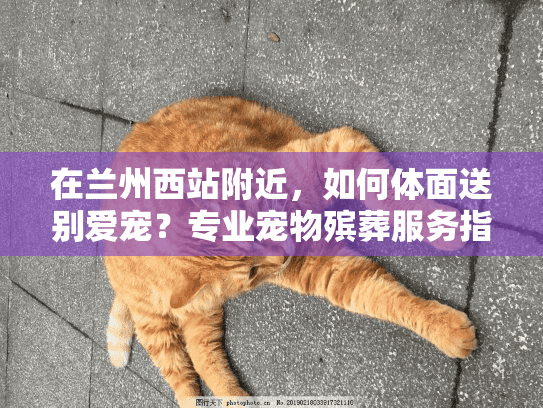 在兰州西站附近，如何体面送别爱宠？专业宠物殡葬服务指南