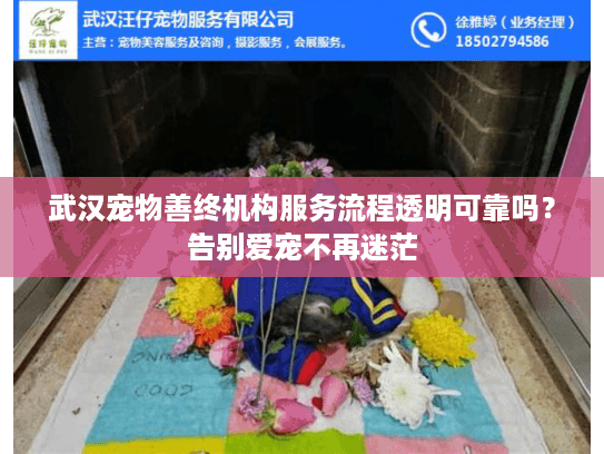 武汉宠物善终机构服务流程透明可靠吗？告别爱宠不再迷茫