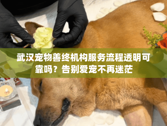 武汉宠物善终机构服务流程透明可靠吗？告别爱宠不再迷茫