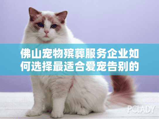 佛山宠物殡葬服务企业如何选择最适合爱宠告别的一家？