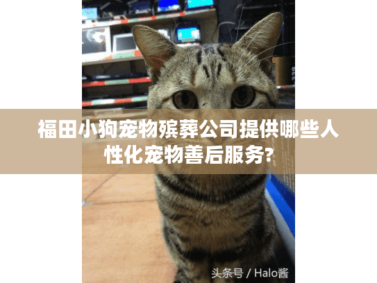 福田小狗宠物殡葬公司提供哪些人性化宠物善后服务?