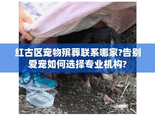 红古区宠物殡葬联系哪家?告别爱宠如何选择专业机构?