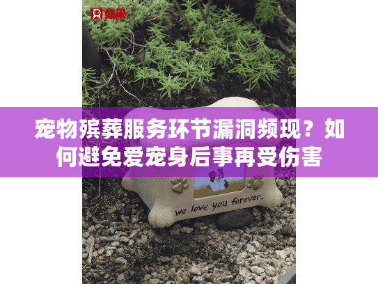 宠物殡葬服务环节漏洞频现？如何避免爱宠身后事再受伤害