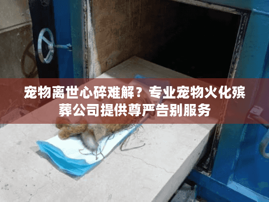 宠物离世心碎难解？专业宠物火化殡葬公司提供尊严告别服务