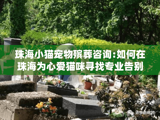 珠海小猫宠物殡葬咨询:如何在珠海为心爱猫咪寻找专业告别指导？
