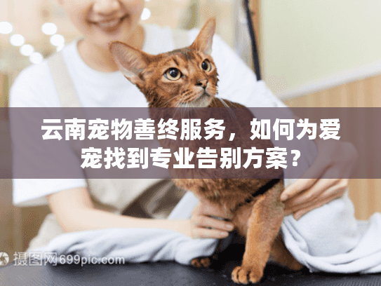 云南宠物善终服务，如何为爱宠找到专业告别方案？