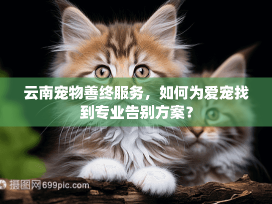 云南宠物善终服务，如何为爱宠找到专业告别方案？
