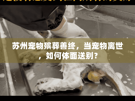 苏州宠物殡葬善终，当宠物离世，如何体面送别？