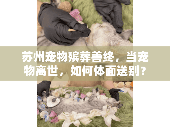苏州宠物殡葬善终，当宠物离世，如何体面送别？