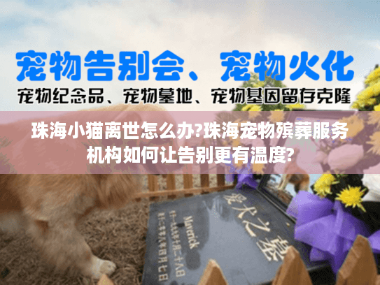 珠海小猫离世怎么办?珠海宠物殡葬服务机构如何让告别更有温度?