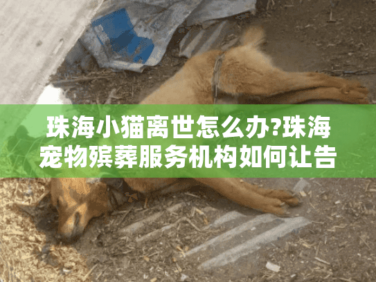 珠海小猫离世怎么办?珠海宠物殡葬服务机构如何让告别更有温度?