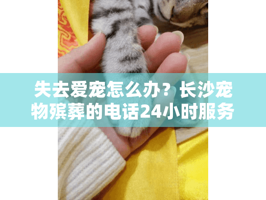 失去爱宠怎么办？长沙宠物殡葬的电话24小时服务