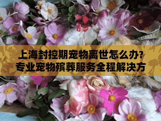上海封控期宠物离世怎么办?专业宠物殡葬服务全程解决方案