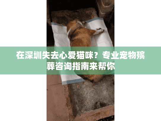 在深圳失去心爱猫咪？专业宠物殡葬咨询指南来帮你