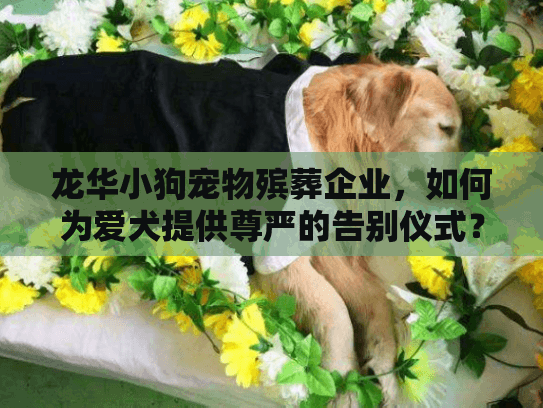 龙华小狗宠物殡葬企业，如何为爱犬提供尊严的告别仪式？