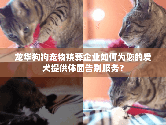 龙华狗狗宠物殡葬企业如何为您的爱犬提供体面告别服务？