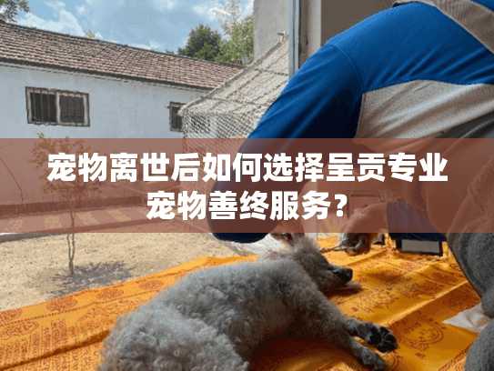 宠物离世后如何选择呈贡专业宠物善终服务？
