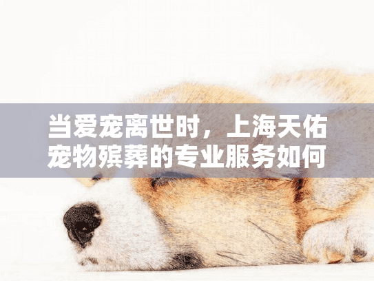 当爱宠离世时，上海天佑宠物殡葬的专业服务如何带来慰藉？